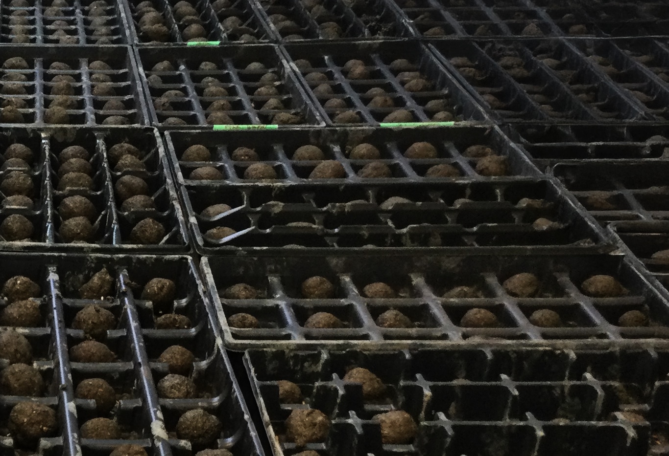 Wildflower seed balls. 